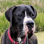 Ares