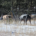 Walking the fence line
