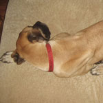 Taking over for Bella