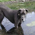 The old watering hole