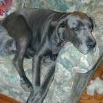 Our couch is her couch