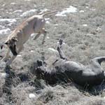 The Old and the Restless